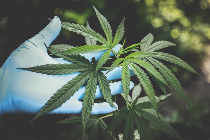 cannabis-freshness-hand-2178565