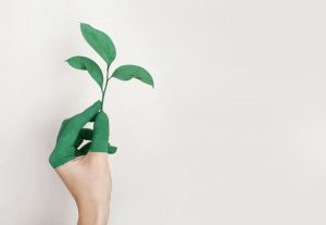 green-art-close-up-ecology-886521