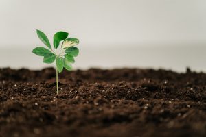 climate-change-leaf-pexels-ron-lach-7944397
